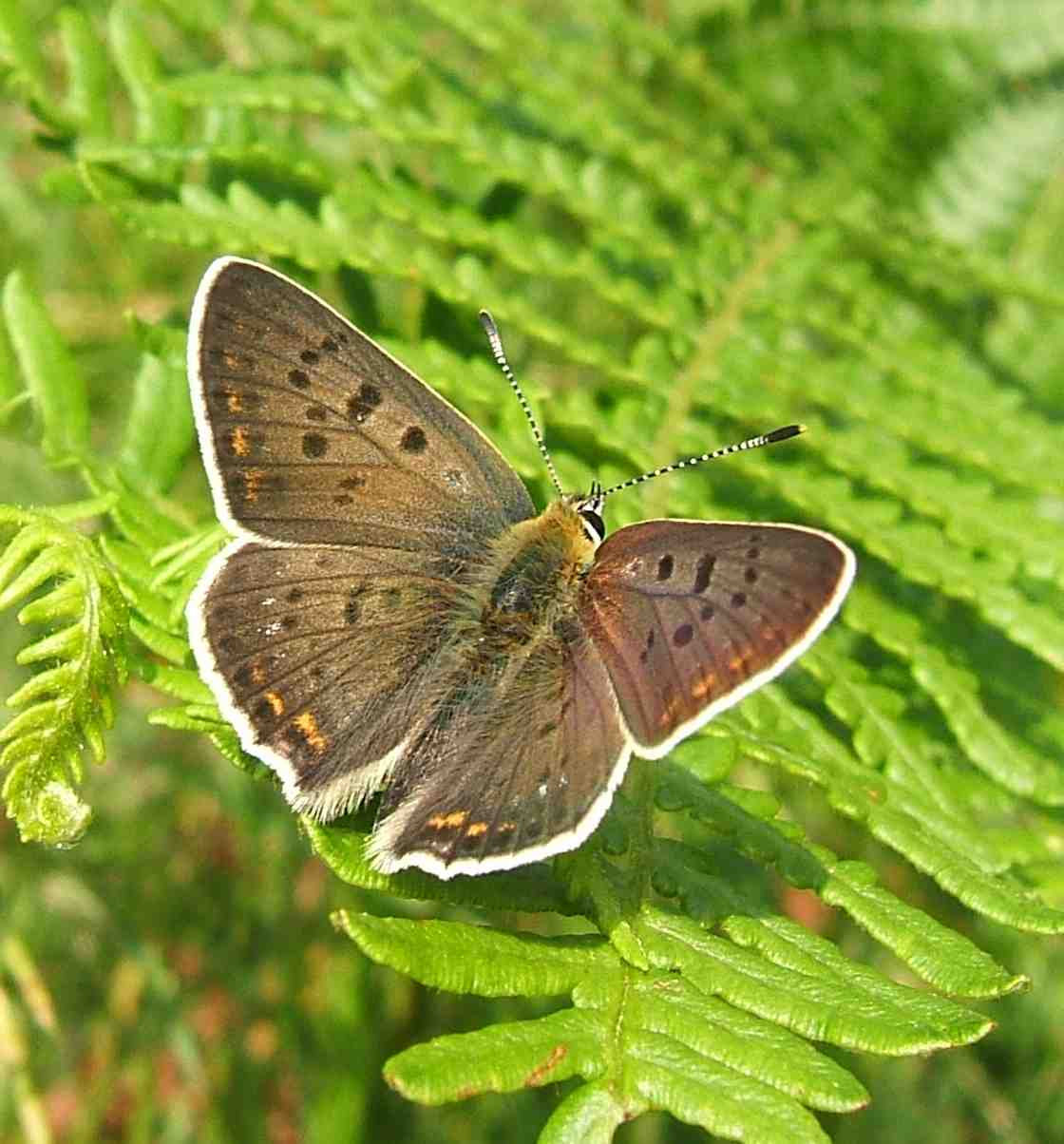 Lycaena tityrus Lycaena tityrus